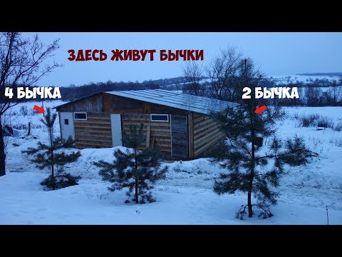 Видео: Бюджетный телятник для бычков