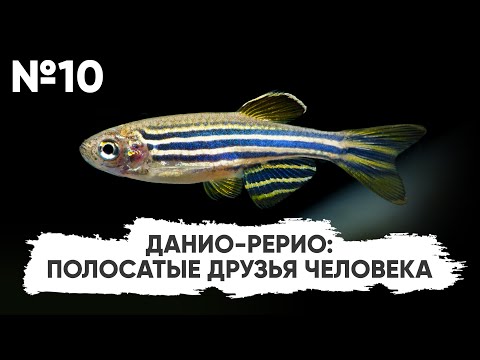 Видео: №10. Данио-рерио: полосатые друзья человека #Конкурс_Scalariki