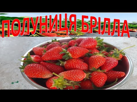 Видео: Полуниця брілла.