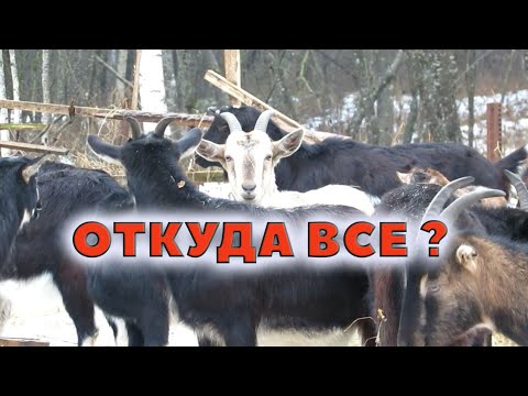 Видео: Про хозяйку. Коней. Собак.