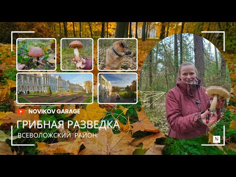 Видео: Грибная разведка 20 октября 2024. Всеволожский район.