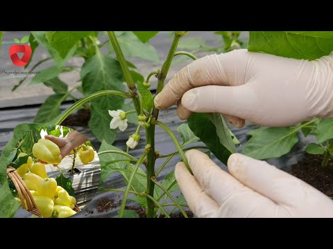 Видео: У вас тоже могут быть крупные плоды перца — хитрость для высоких плодоносящих деревьев перца