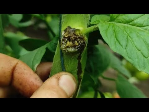 Видео: ТОП 5 ФУНГИЦИДОВ от бактериоза томата