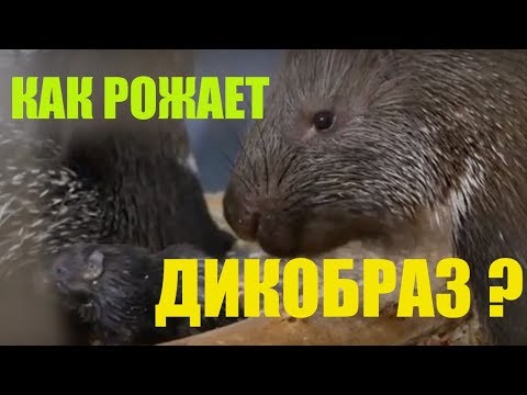 Видео: РОДЫ ДИКОБРАЗА. Слабонервным не смотреть!!!