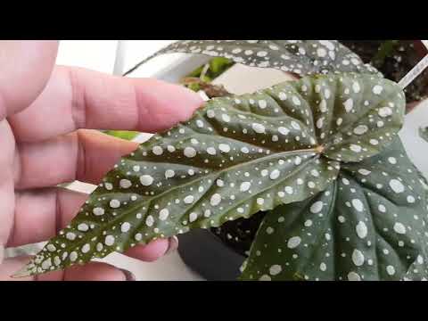 Видео: Мои новинки кейн бегоний. 22.12.22 #комнатныерастения #бегонии #комнатныецветы #бегония