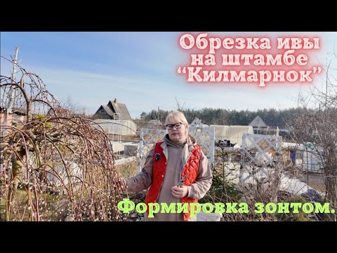 Видео: Обрезка ивы на штамбе "Килмарнок". Формировка зонтом.