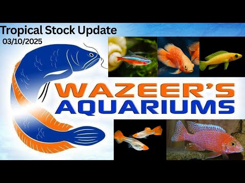 Видео: Обновление тропических запасов от 10.03.2025