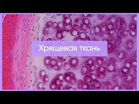 Видео: Хрящевые ткани за 25 минут