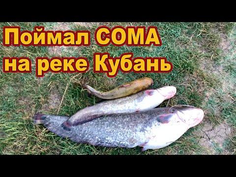 Видео: Поймал СОМА на реке Кубань // Сом 2024  /// Рыбалка на Кубани 2024 /// Выпуск № 40