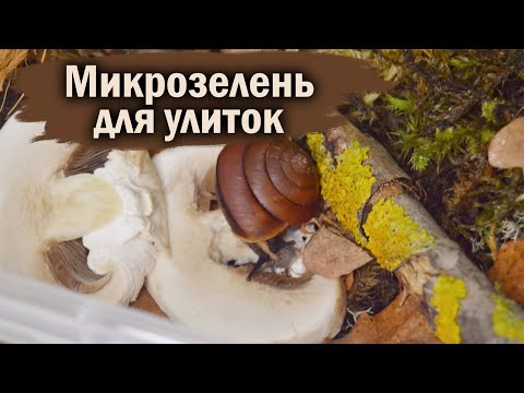 Видео: СУШКА МХА В ДОМАШНИХ УСЛОВИЯХ | ПРИЕЗД БАБУШКИ