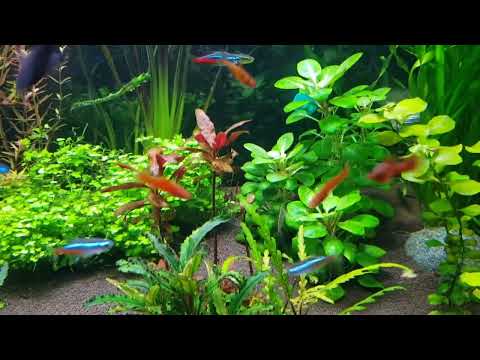 Видео: Мой домашний аквариум 300 литров