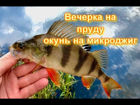 Видео: Окунь на микроджиг| Вечерка на красивом озере | Matagi 602 Super Area Sensor