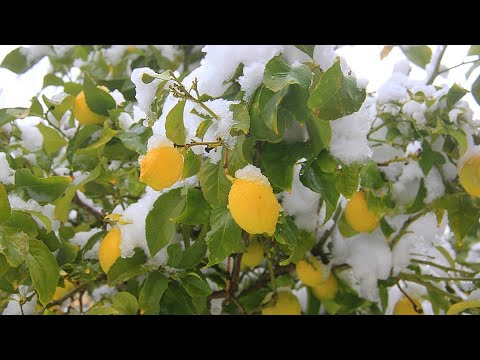 Видео: ЭКСПЕРИМЕНТ, ПЕРЕЖИВЕТ ЛИ ЛИМОН СУРОВУЮ ЗИМУ