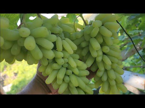 Видео: Мана Сиз Кутган Кишмиш  Ломбаржини Узуми.Куриб Кузларинг Кувнайди