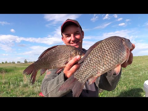 Видео: Бешеный клёв КРУПНОГО КАРАСЯ! Попали на ЖОР!!! ШИКАРНАЯ РЫБАЛКА!