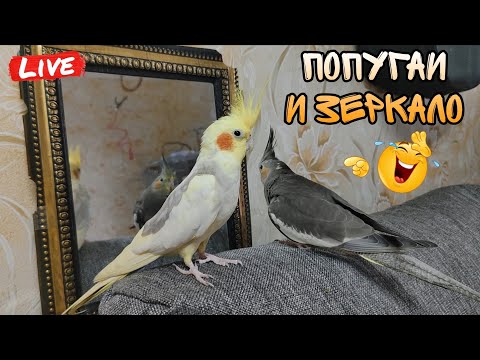 Видео: Попугаи корелла перед зеркалом 