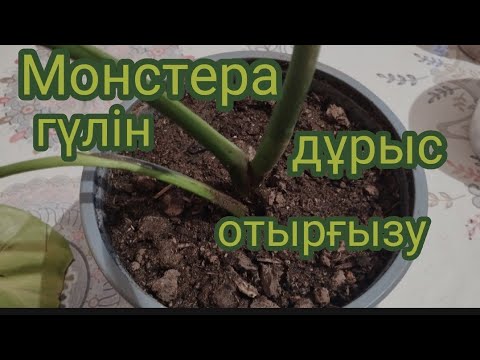 Видео: Монстера гүлдерін отырғызу.Көбейту.Күтім жасау.Гүлдер әлемі.🌺🌺#монстера #гулдер