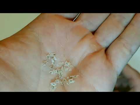 Видео: Павловния Семена Сеянцы Саженцы