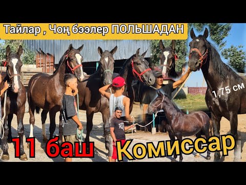 Видео: мындай польшалар ЧЫГА ЭЛЕК 🔥 ӨТӨ ЧОҢ ТАЙЛАР БЭЭЛЕР КОМИССАР АТ КЕЛДИ