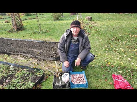 Видео: Озимый чеснок посадка. Просто и в удовольствие.