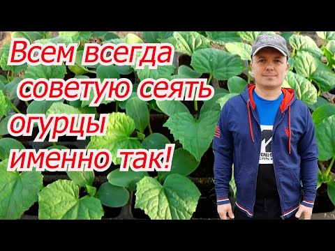 Видео: Как посеять огурцы и получить всходы за 3 дня. Сеем огурцы на рассаду.