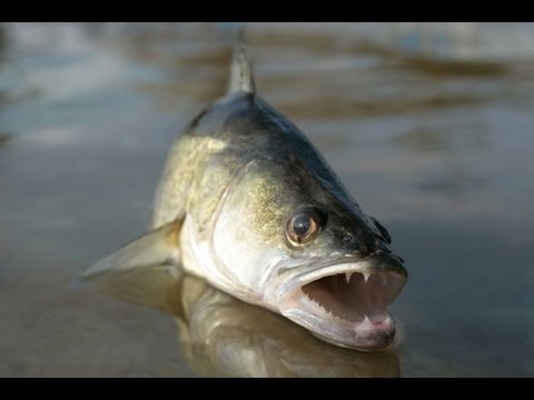 Видео: Резинка на судака. Как сделать. Ловля судака.