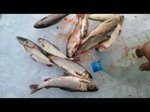 Видео:  Средняя терьсь хариус клевал дуром 2 ноября 2025 г.