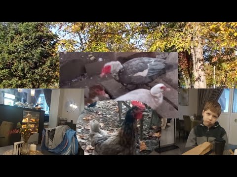 Видео: Были у врача. Зобы отваливаются, а им жрать подавай. Утиное мясо хотят. Курица сообщила об опасности
