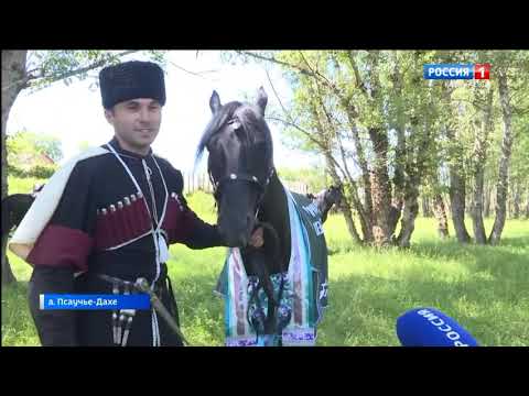 Видео: Иппосфера 2023 , Кабардинская порода лошадей ( адыгэш ) Вести Карачаево -Черкесии