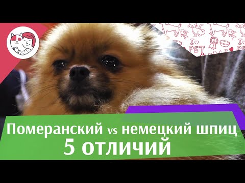 Видео: 5 отличий немецкого шпица от померанского шпица на ilikepet