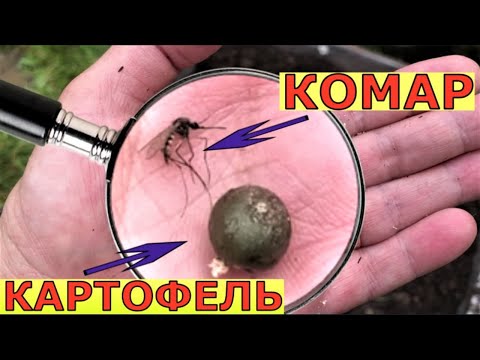 Видео: Посадили МИКРОКЛУБНИ картофеля. Что выросло?