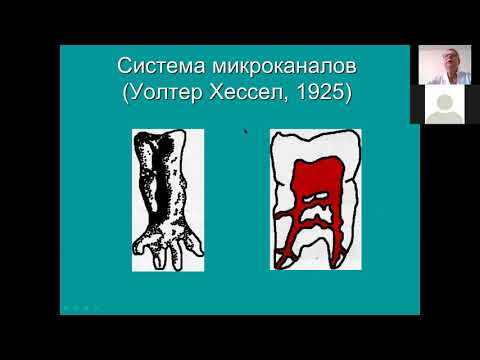 Видео: Топография корневых каналов  Часть 2