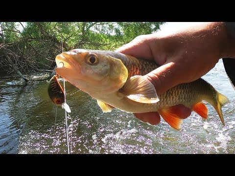Видео: Где искать голавля и на что ловить рыбу в мае перед нерестом??? Кино о рыбалке просто...