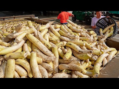 Видео: 20 тонн в день! Сбор урожая редиса, процесс массового производства консервированного сушеного редиса