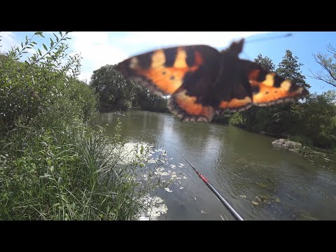 Видео: Ловля плотвы на траву (НИТЧАТКА) и личинку майского. Первый опыт ловли рыбы на нитчатые водоросли