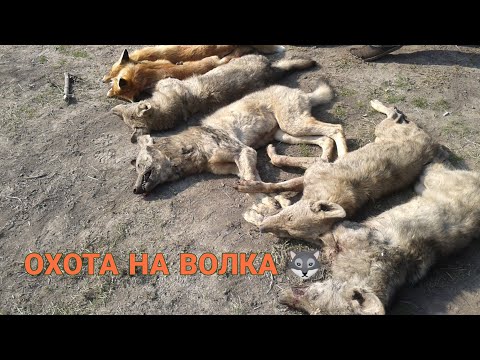 Видео: Охота на волка 23.01.2022. Первая попытка🐺
