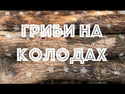 Видео: Інакуляція дубових колод грибами шиїтаке, шимеджі та рейші