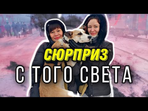 Видео: Умершая собака выполнила просьбу  хозяйки, плачущей у ее могилы