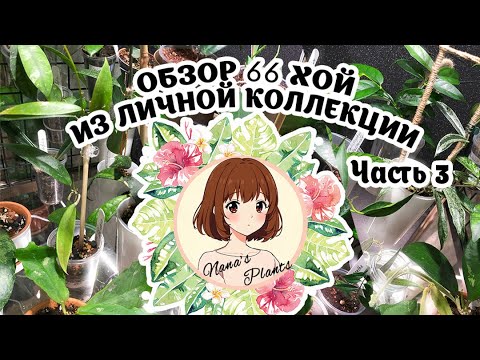 Видео: Обзор 66 хой / Часть 3 – ФИНАЛ + БОНУС [Nana's Plants]