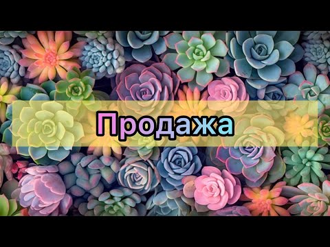 Видео: Суккуленты. Продажа. Эхеверии, седумы, крассулы, эониумы#succulent #echeveria 