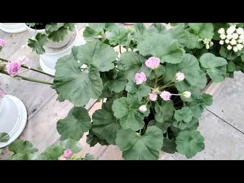 Видео: #223.Прекраснейшие современные пеларгонии! Особенности в уходе за гибридами!