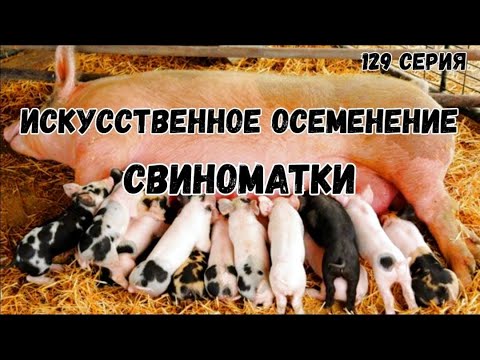 Видео: Искусственное осеменение   свиноматки .