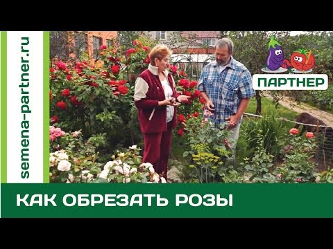 Видео: ОБРЕЗКА РОЗ: КАК ПРАВИЛЬНО?