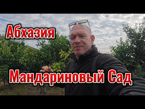 Видео: Абхазия Мандариновый Сад