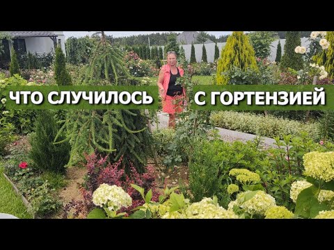 Видео: ПОЧЕМУ У ГОРТЕНЗИИ НЕТ СОЦВЕТИЙ | Почему гортензия не зацветет, еще про летнее черенкование и иву