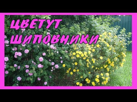 Видео: ЦВЕТУТ ШИПОВНИКИ! Фонтаны цветов!