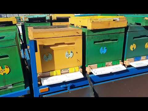 Видео: Турецкий донный пыльцесборник,2 часть