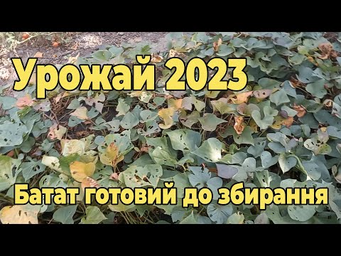 Видео: Батат готовий до збирання  Урожай 2023