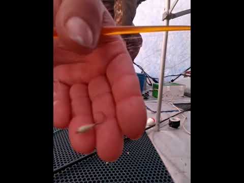 Видео: Джаорэ  марта 2024г.  часть 1. Дорога 6,7 марта.