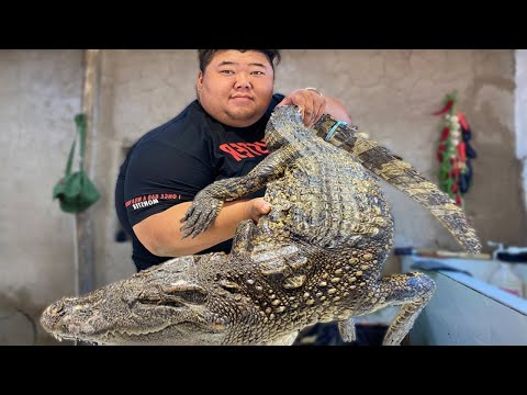Видео: 30-килограммовый искусственно выращенный крокодил, весь брат-обезьяна ест тушеную пищу, потребляет